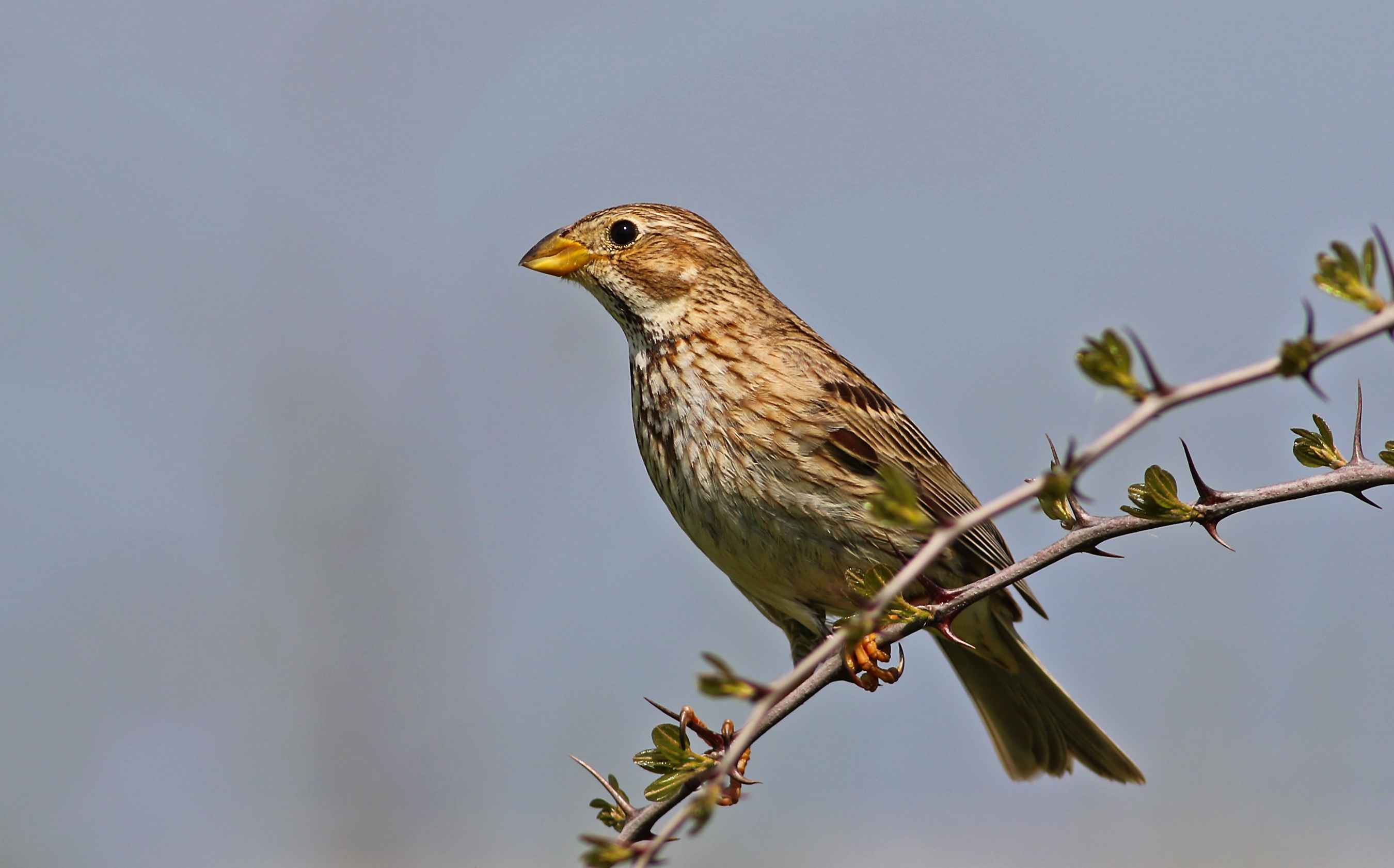 Tarla kirazkuşu